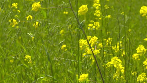 yellow wildflowers gently swaying in the breeze on warm, sunny day in southern california