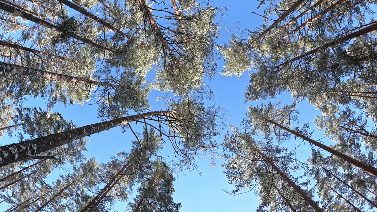 Upward view of towering pine trees forming a circular frame against a bright blue sky, with sunlight highlighting their branches and needles.