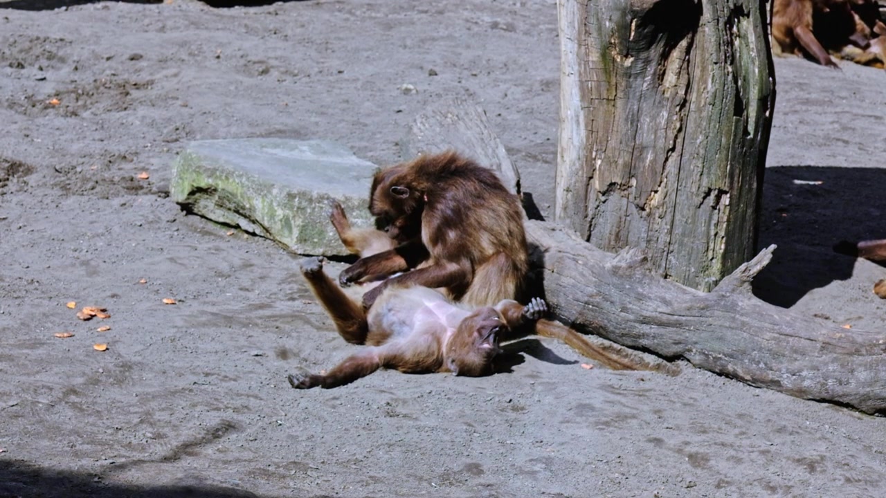 Dois babuínos se catando ao sol.
