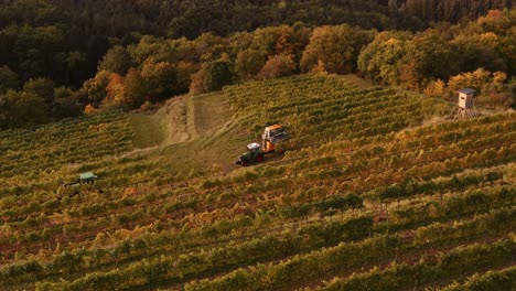 vineyards on terraces in beautiful austrian landscape; grape harvest with harvester