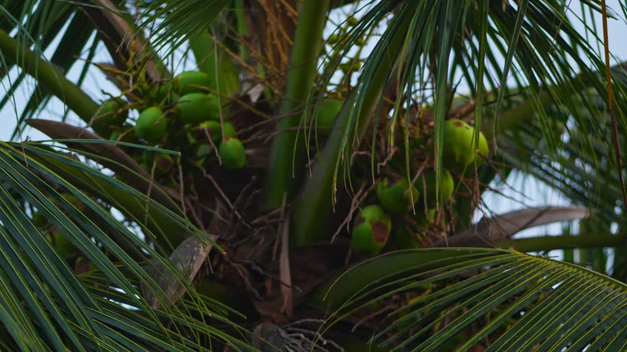 Close-up view of fresh green coconuts growing on a coconut palm tree, surrounded by lush palm leaves. day time, stable shot, 4k