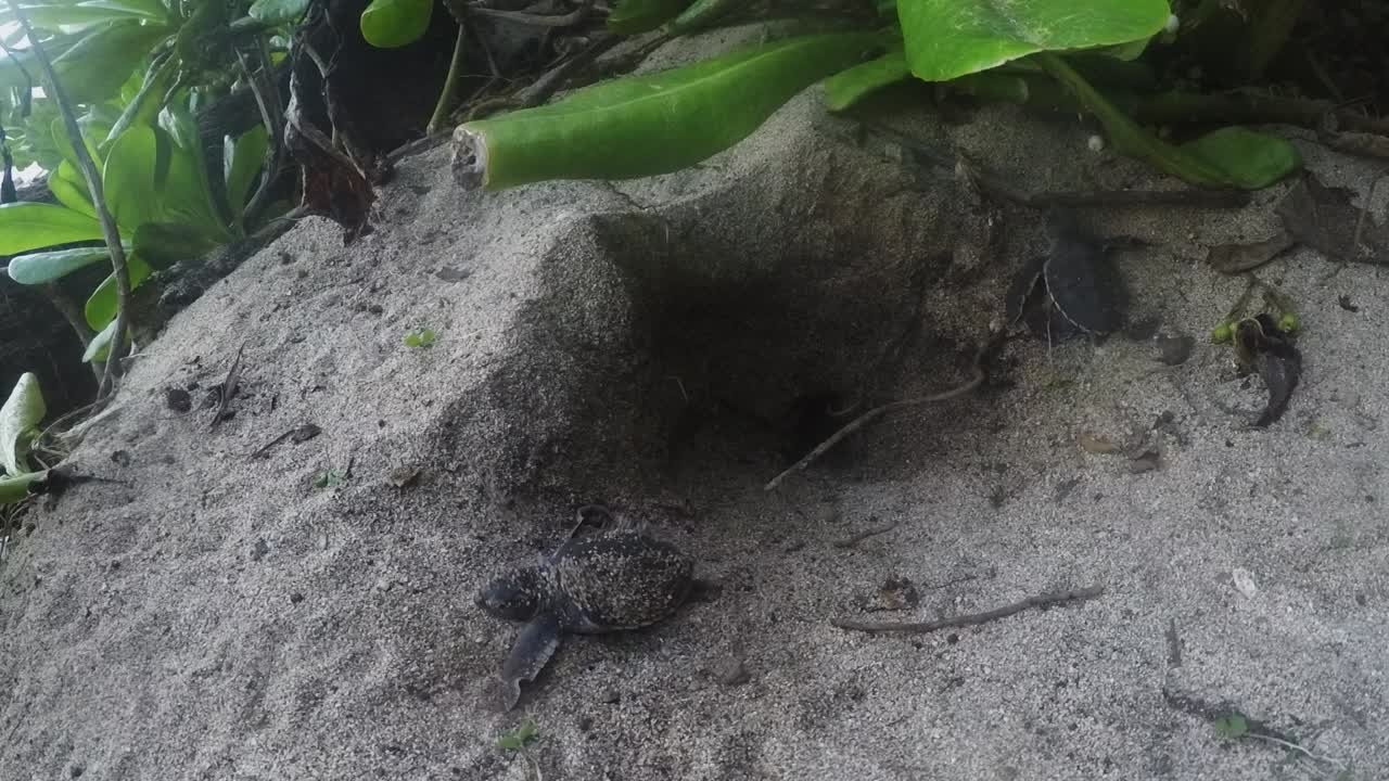 Adorable baby turtles emerging from their sandy nest and traveling to the sea of Japan - close up