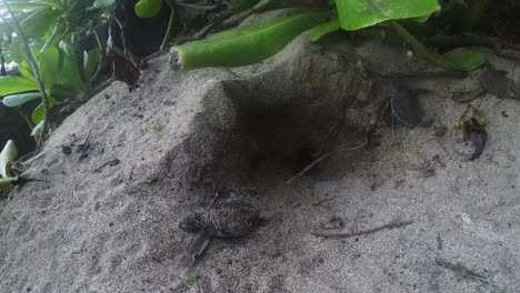 adorable baby turtles emerging from their sandy nest and traveling to the sea of japan - close up