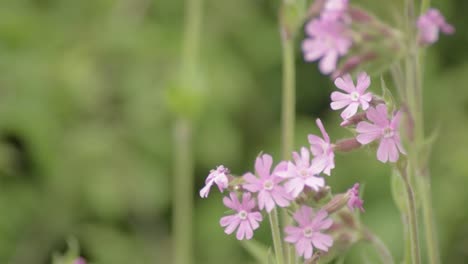 bonitas flores rosas crecen en un prado verde y exuberante