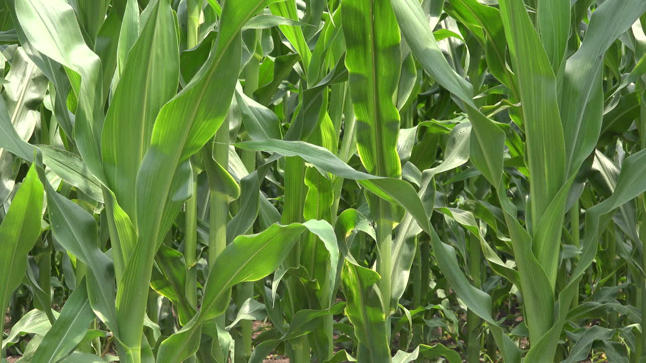 Green corn stems in cultivated field