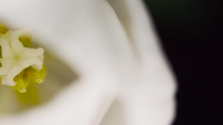 Panning Across White Lilies 03