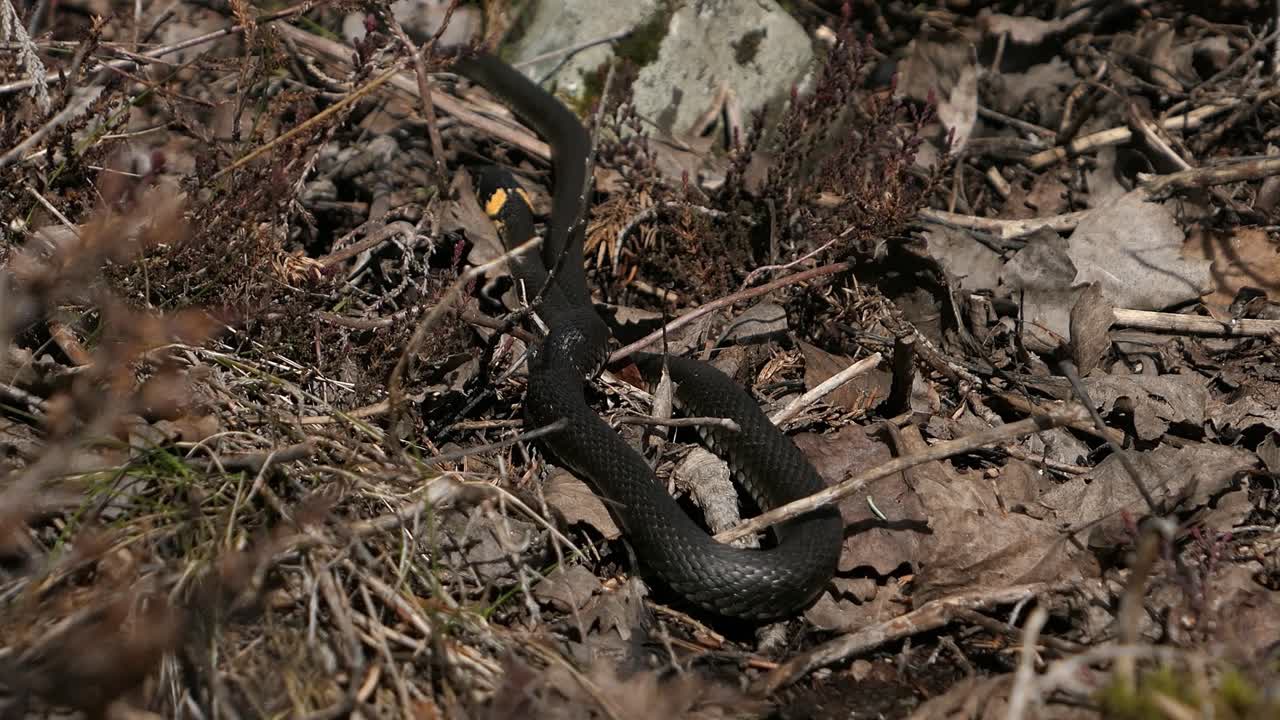 serpiente de hierba negra moviéndose en el suelo en primavera, serpiente negra deslizándose