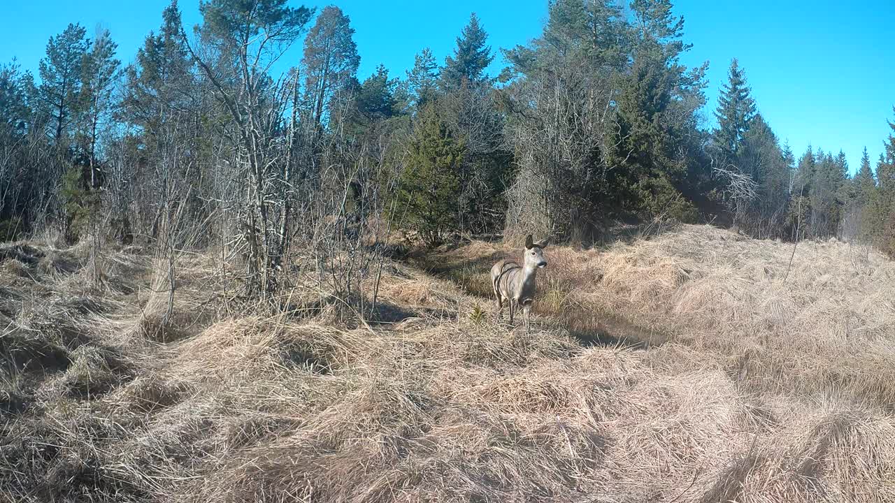 Roe deer (Capreolus capreolus) looks around suspiciously and then jumps over the stream followed by another one. Saaremaa, Estonia.