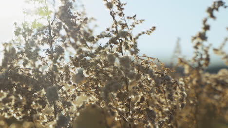 slow pan left wild flowers swaying in sunny warm field in slow motion