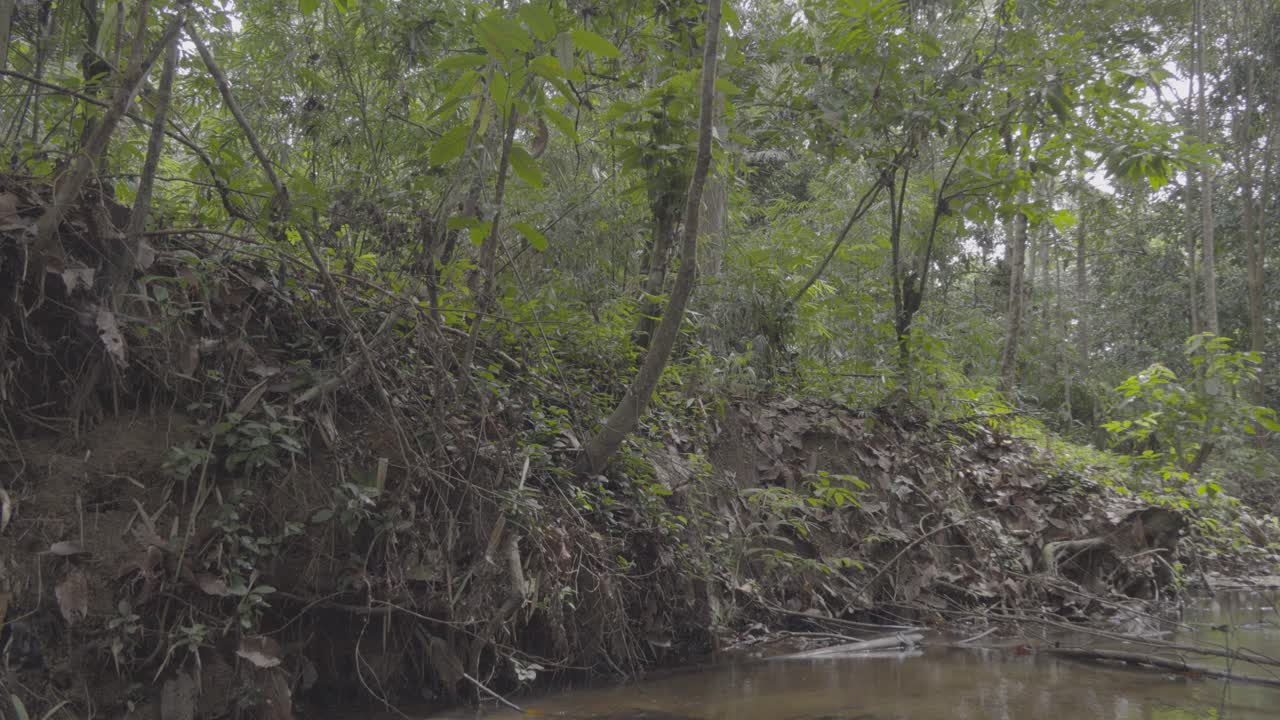 Small Fresh Water stream,forming a river with green south east asia tropical rain forest