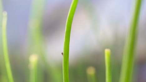 pequeños insectos de cuerpo blando de pulgón en el tallo de la planta en el jardín
