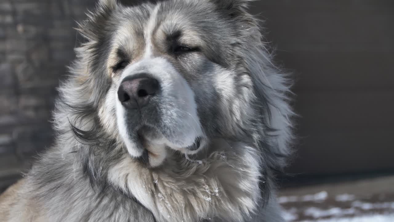 개는 주위를 둘러보고