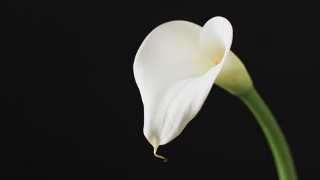 video of white kalia flower with copy space on black background