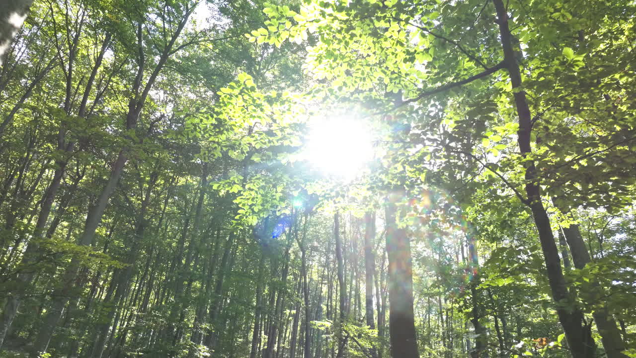 la luz del sol a través del dosel del bosque