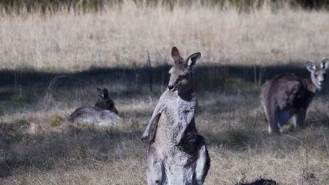 Portrait-Of-A-Wallaby-Standing-And-Scratching-Its-Body-Outdoors---wide-shot