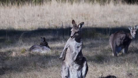 retrato de un wallaby de pie y rascándose el cuerpo al aire libre - plano general