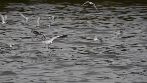 los charranes y las gaviotas que buscan comida son aves marinas migratorias a tailandia, que vuelan en círculos y se turnan para buscar comida que flota en el mar en el muelle del centro recreativo de bangpu