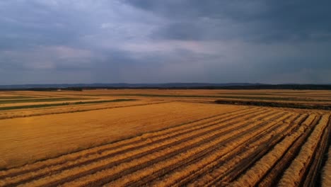drone view of wheat field