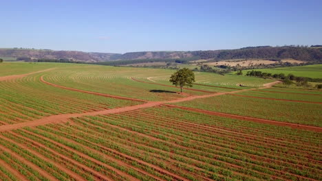 Dramático-Paisaje-Brasileño-De-Plantaciones-De-Caña-De-Azúcar