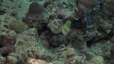 picasso triggerfish close up on coral reef