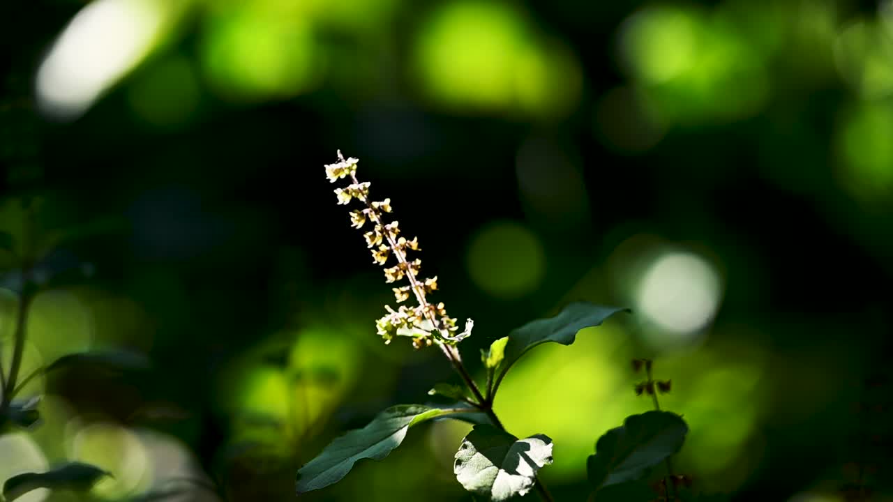 Close-up macro shot of an Indian Basil flower with defocused green trees and warm sunlight behind, creating backlit effect. Ideal for nature, agriculture, herbal medicine, spirituality, and wellness
