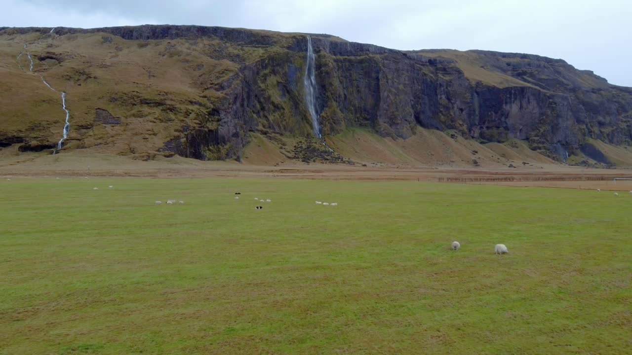 아이슬란드의 검은색과  ⁇ 색의 소로 가득 찬 잔디 ⁇  위를 날아다니는 드론, 배경에는 폭포가 있습니다.