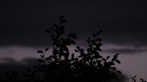 timelapse of swaying silhouetted foliage with moving clouds at dusk