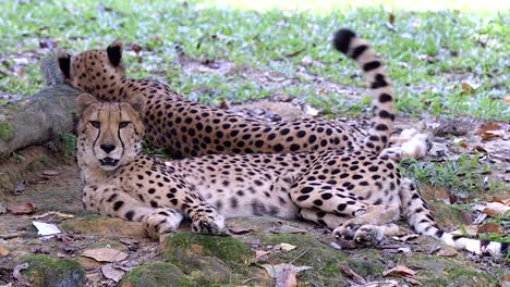 a pair of beautiful cheetahs relaxing in the shade from the hot sun - close up