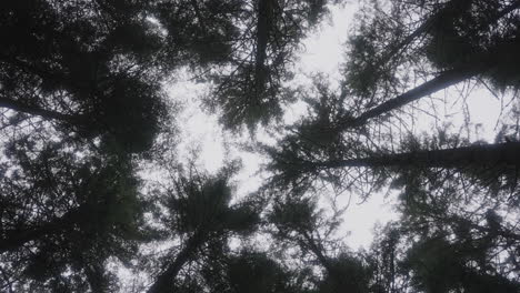 pine tree tops from below