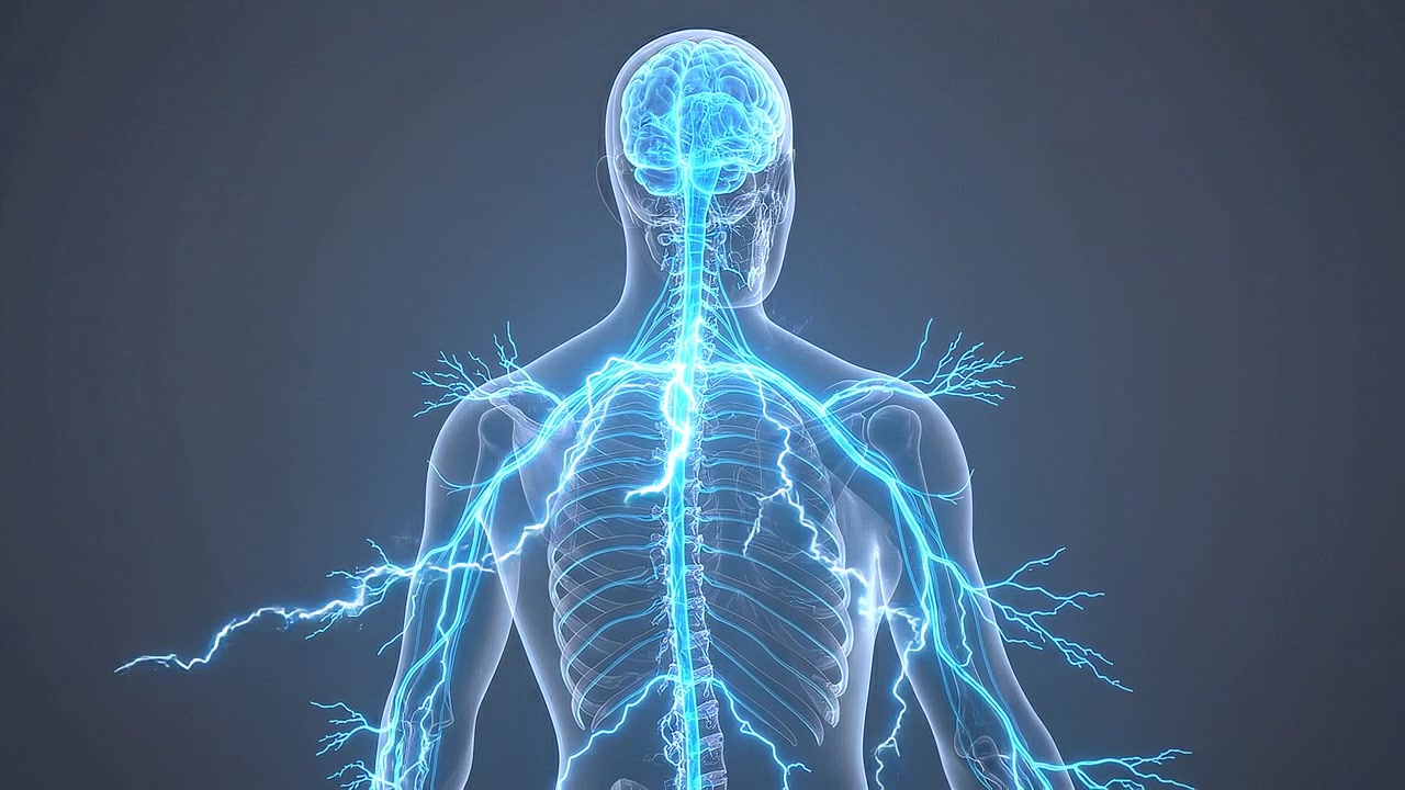 Rear digital human figure displaying brain spinal cord and nerve pathways