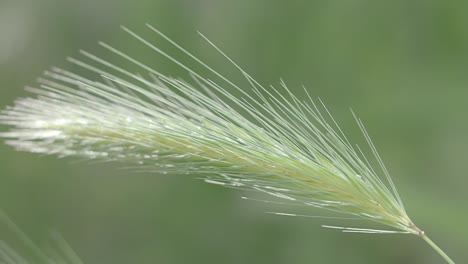 close-up of a grass spikelet