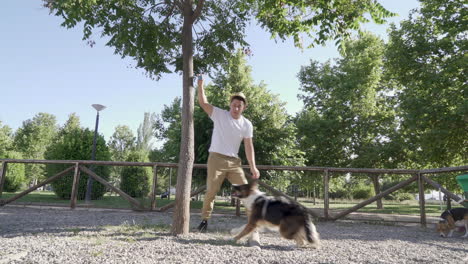 dog training at the dog park. climbing a tree and catching a ball