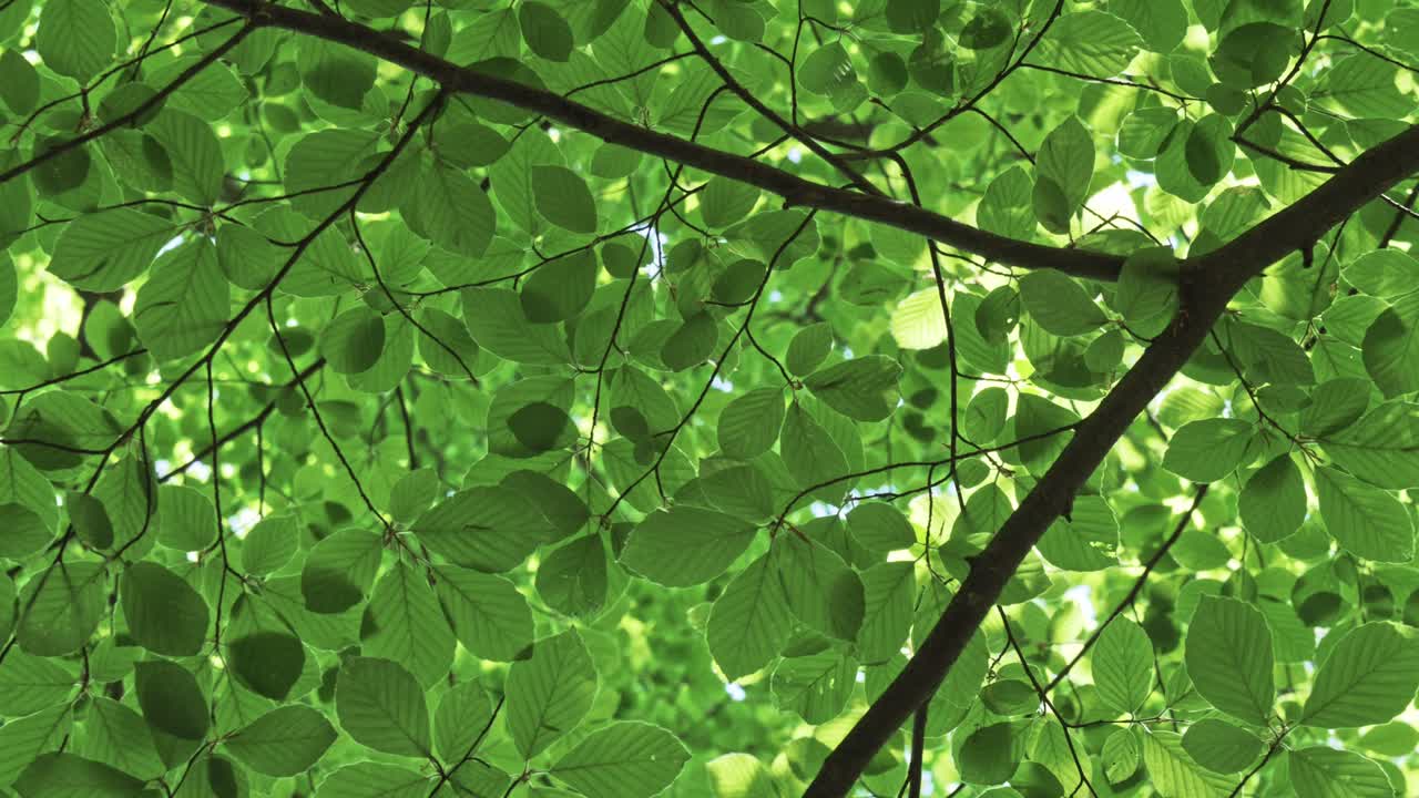 Close-up of bright green foliage with light streaming through, creating a serene woodland vibe.