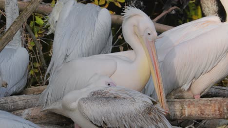 Dalmatian-pelican-(Pelecanus-crispus)-is-the-largest-member-of-the-pelican-family,-and-perhaps-the-world's-largest-freshwater-bird,-although-rivaled-in-weight-and-length-by-the-largest-swans.