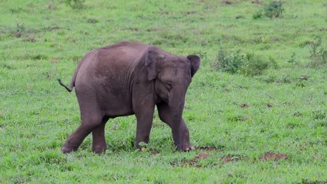 Los-Elefantes-Asiáticos-Son-Especies-En-Peligro-De-Extinción-Y-También-Son-Residentes-De-Tailandia