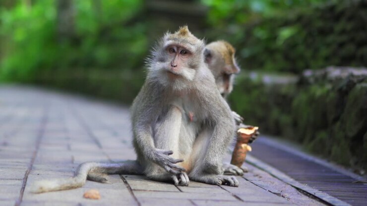 Two monkeys sitting on ground in the jungle eating food