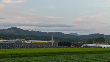 people working on vast farmland with rice crops and growing ginseng in geumsan, south korea
