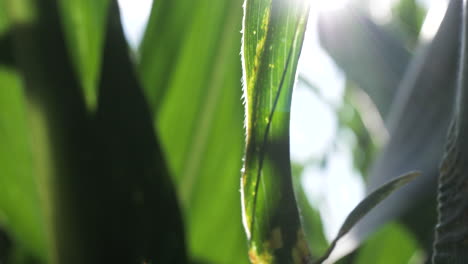 vibrant corn stalk leaves with sun flair