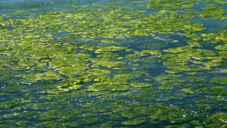 green algae polluted sea