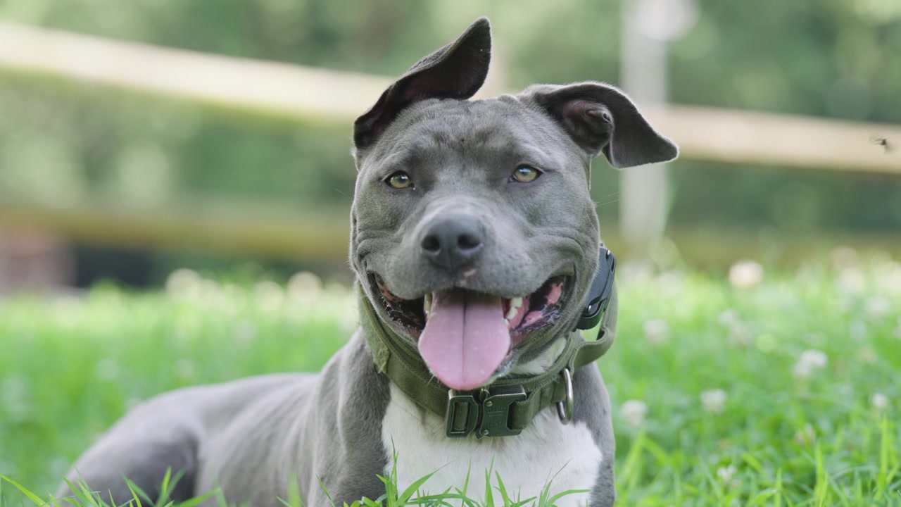 Cão cinzento com olhos cor de avelã e orelhas caídas, deitado na grama, olhando para a câmera em câmera lenta