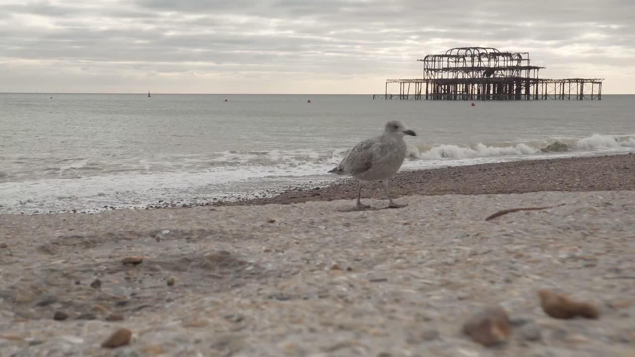 seagull walking on brighton city beach, england uk. Famous burnt pier in the distance, sea landscape