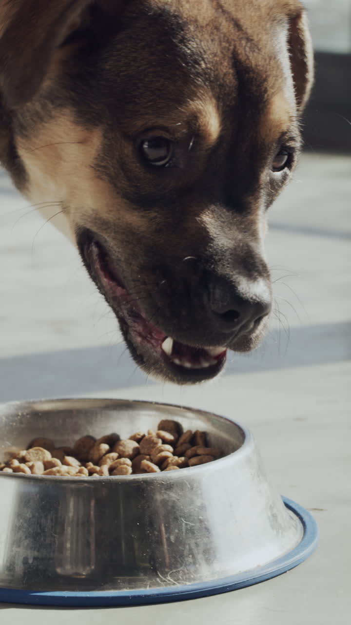 Nahaufnahme eines Hundes, der Trockenfutter aus einem Metallnapf frisst.