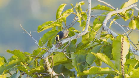 Gelbbüschelspecht-Auf-Der-Suche-Nach-Larven-Mit-Seiner-Langen-Zunge-In-Einem-Kleinen-Ast-Bei-Seiner-Morgendlichen-Futtersuche-Im-Regenwald