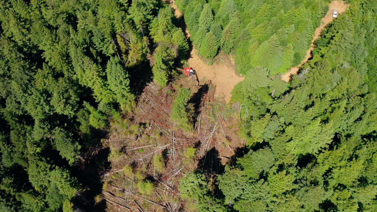 tala clara de secuoyas reveladas con maquinaria aérea de drones