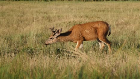 Ein-Junger-Maultierhirsch,-Der-Auf-Einer-Wiese-Füttert