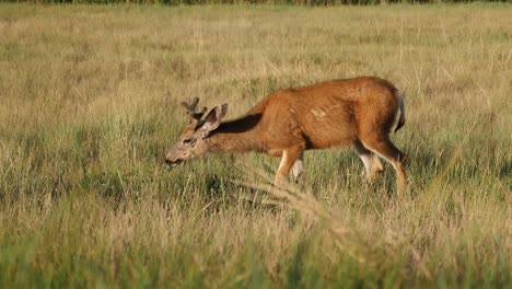 a young mule deer feeding in a grassy field