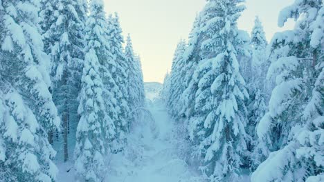 Winter-Atmosphere-With-Conifer-Trees-Laden-Snow