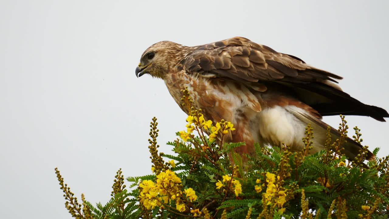 el buitre estepario en cámara lenta se rasca la cabeza con garras, plumas hinchadas y plumas abdominales encaramadas en lo alto de un árbol floreciente amarillo