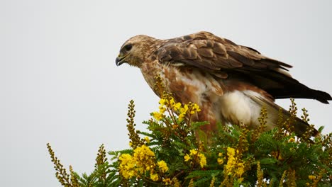 slow motion steppe buzzard scratches head with talon, puffed up feathers, and preens abdominal feathers perched atop yellow flowering tree