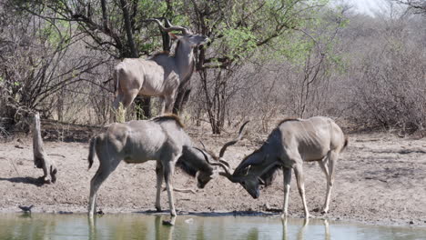 Dos-Jóvenes-Toros-Kudu-Mayores-Juguetonamente-Traban-Los-Cuernos-Mientras-Juegan-A-Pelear